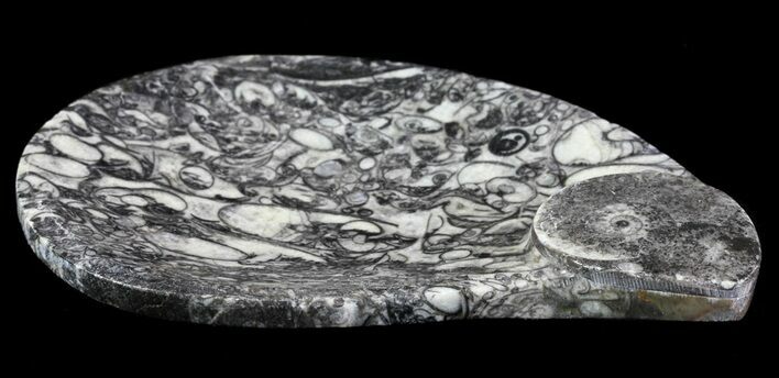 Teardrop Fossil Goniatite Dish - Stoneware #62433